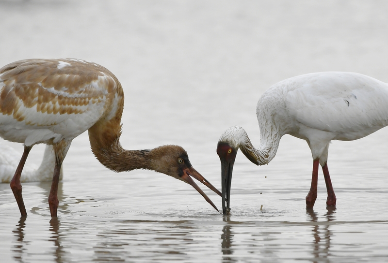 🌿 In the heart of #Nanchang, #Jiangxi, the shores of Poyang Lake come alive with the symphony of nature. This season marks the peak of birdwatching, as the province's emblematic white cranes fill the skies, their crisp, resonant calls echoing over the wetlands.

✨ #PoyangLake is not just a lake—it's a sanctuary, a spectacle, and a glimpse of nature at its most poetic.

#Birdwatching #NatureSanctuary #ExploreNewChinaTowns
@DynamicJiangxi @MeetJiangxi @BeautyJiangxi @GreenCN2030 @VisitNanchang 🦩🌅🐦