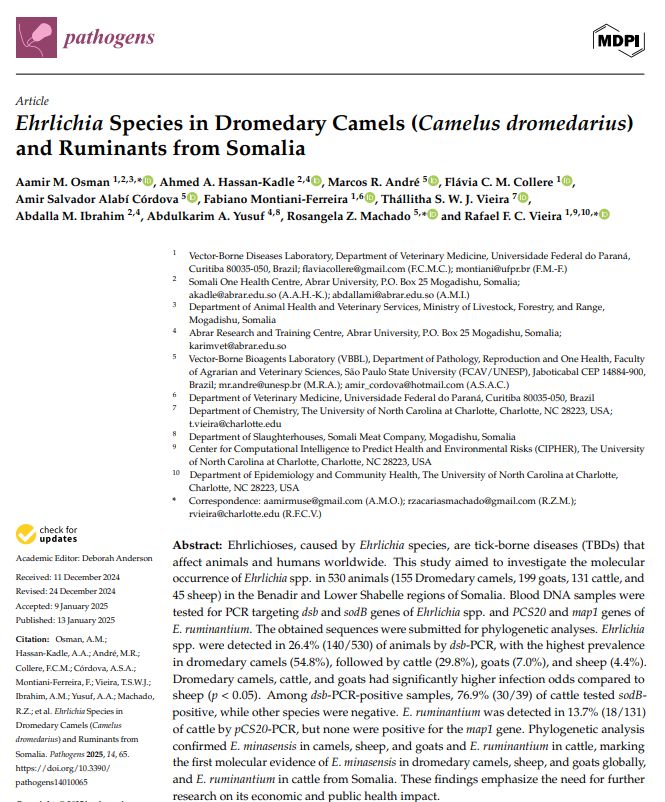 Our study marks the first molecular identification of Ehrlichia minasensis in camels, goats, sheep, and cattle from Somalia, and the first detection of E. ruminantium in Somali cattle. These findings call for urgent tick control and surveillance efforts.

#Tick_borne_disease