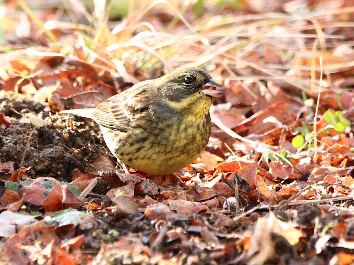 birdfungi's tweet photo. 翌日も撮ってみた。(R070113)
このアオジは前日のアオジと個体が違うようだ。胸の軸班がひし形模様に近い。ピラカンサの実を盛んに食べていた。 https://t.co/9NyKa2pKbU