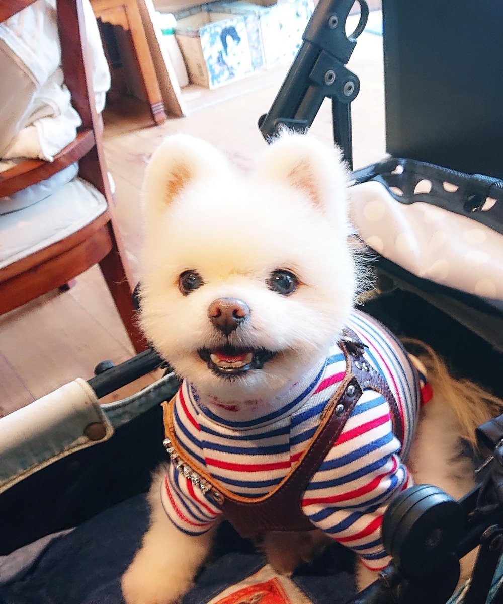 今日は初七日です
沢山のお悔やみをいただきありがとうございました
チャッピーは天界へ旅立ったお友達のみんなとお兄ちゃんのサンダーとも出会い走り回って楽しく遊んで🐾
時々休憩しにお家に帰って来ます
ゆっくりできる空間を作ってあげたいので楽しかった思い出の写真を飾っていきたいと思います🏘️