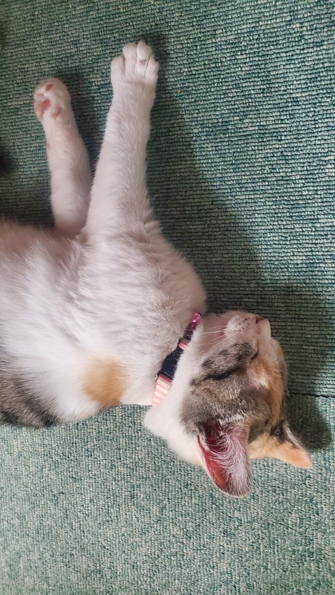 hiro00357's tweet photo. 今日の保護😻三毛 https://t.co/46iBbQztBg