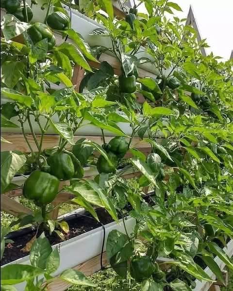 JKFarmingTips's tweet photo. Bell peppers are perfect for small-scale farming!
Steps to grow:
1️⃣ Find a sunny spot 🌞
2️⃣ Use compost-rich soil 🌱
3️⃣ Water regularly 💧
4️⃣ Support plants with stakes 🪴

Start your bell pepper garden today! 
#BellPepperFarming #SmallScaleFarming  #UrbanAgriculture #JKFarm https://t.co/Pmkrc0S7Zd