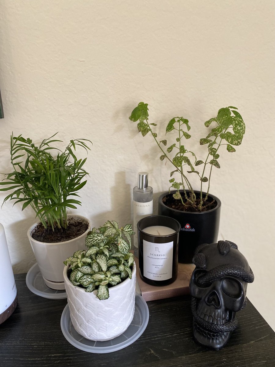 3/5 of my babies🌿🌱