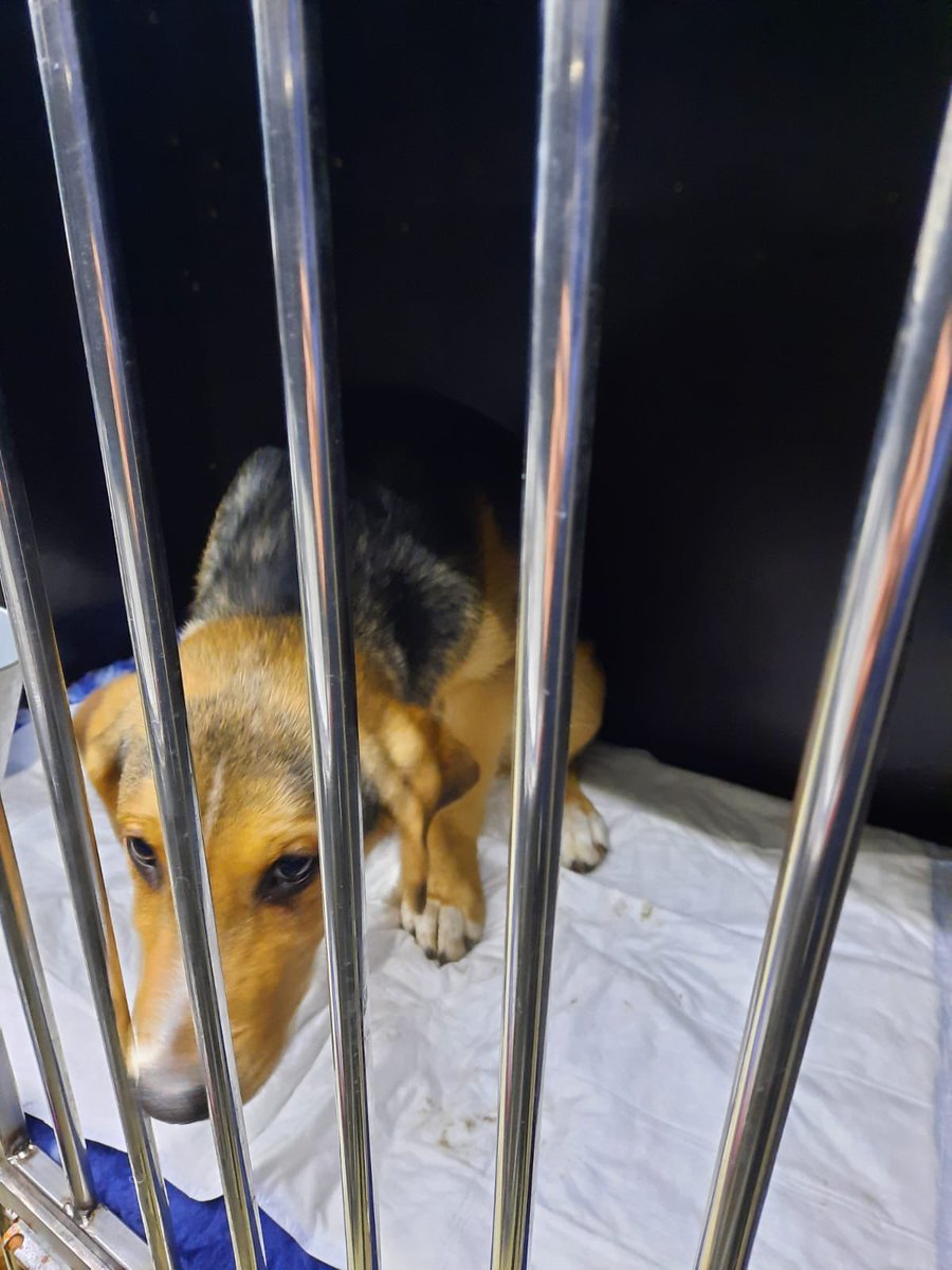 A big day today for three of the pups. Truffle, Vinnie and Tinkerbell are on their way to the UK. I am sure Pingu and Willow will miss them but they'll be on their way soon. 

Good luck babies. They don't have a clue what's happening bless them but it will all be worth it.