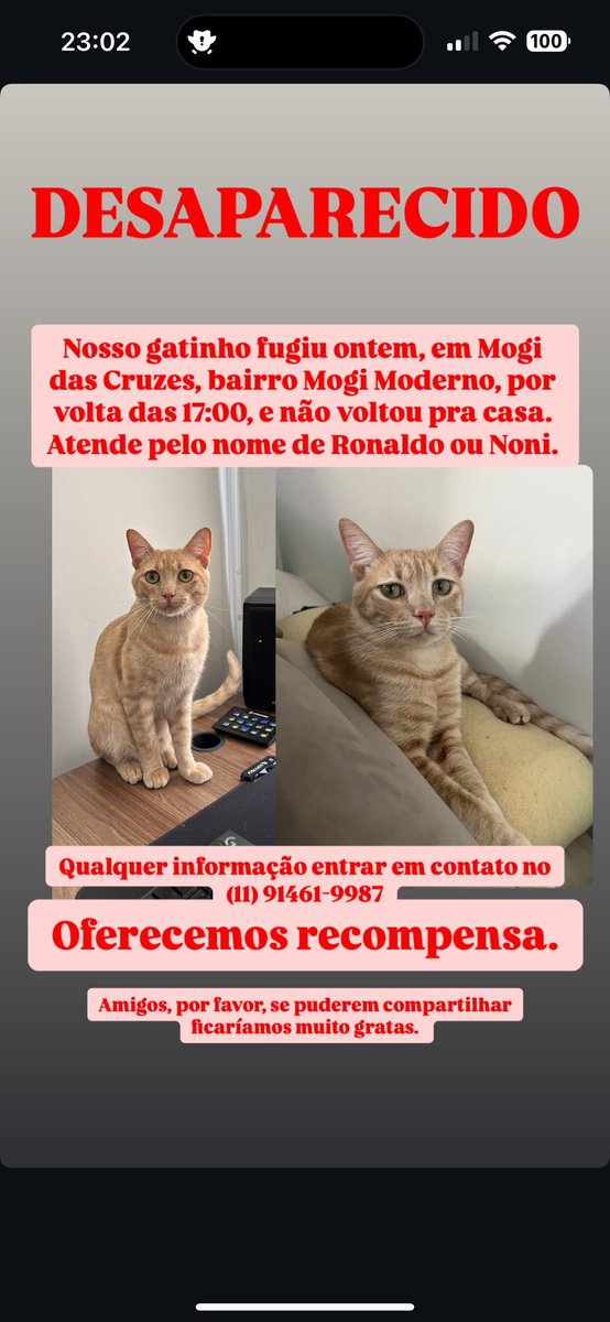 anavilela's tweet photo. Rapaziada, RT do amor por favor. Estamos desesperados aqui em casa. Ele não é um gato com acesso à rua. https://t.co/KZMBuv2qfH
