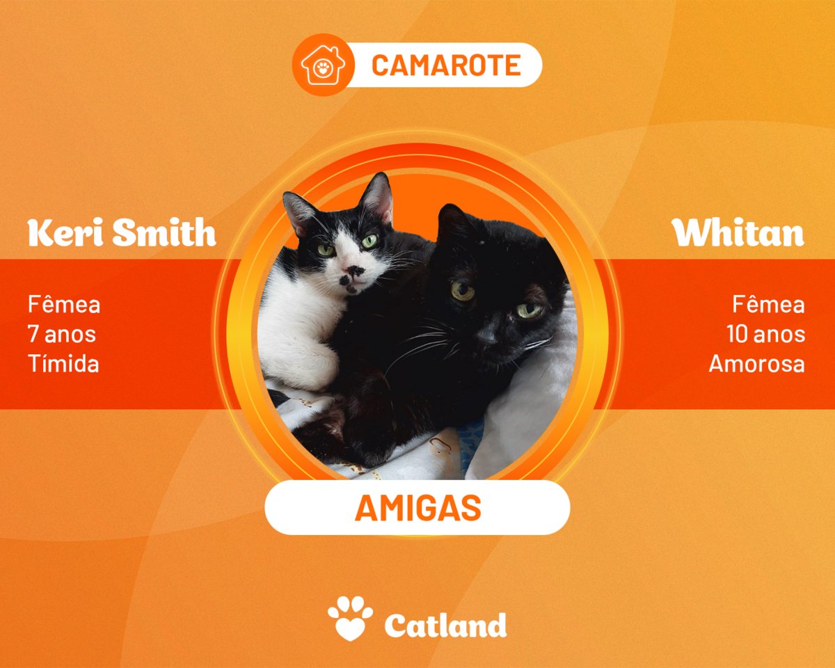 catlandrescue's tweet photo. Não tem votação: as duplas mais amadas do Brasil estão aqui na Catland! Duvida? 

Confira essas adoções super especiais e conquiste sua duplinha campeã hoje mesmo! ❤️

Que tal ser o grande campeão do coração delas, oferecendo um lar cheio de amor e carinho?

adote@catland.org.br https://t.co/xU60NM6C8A
