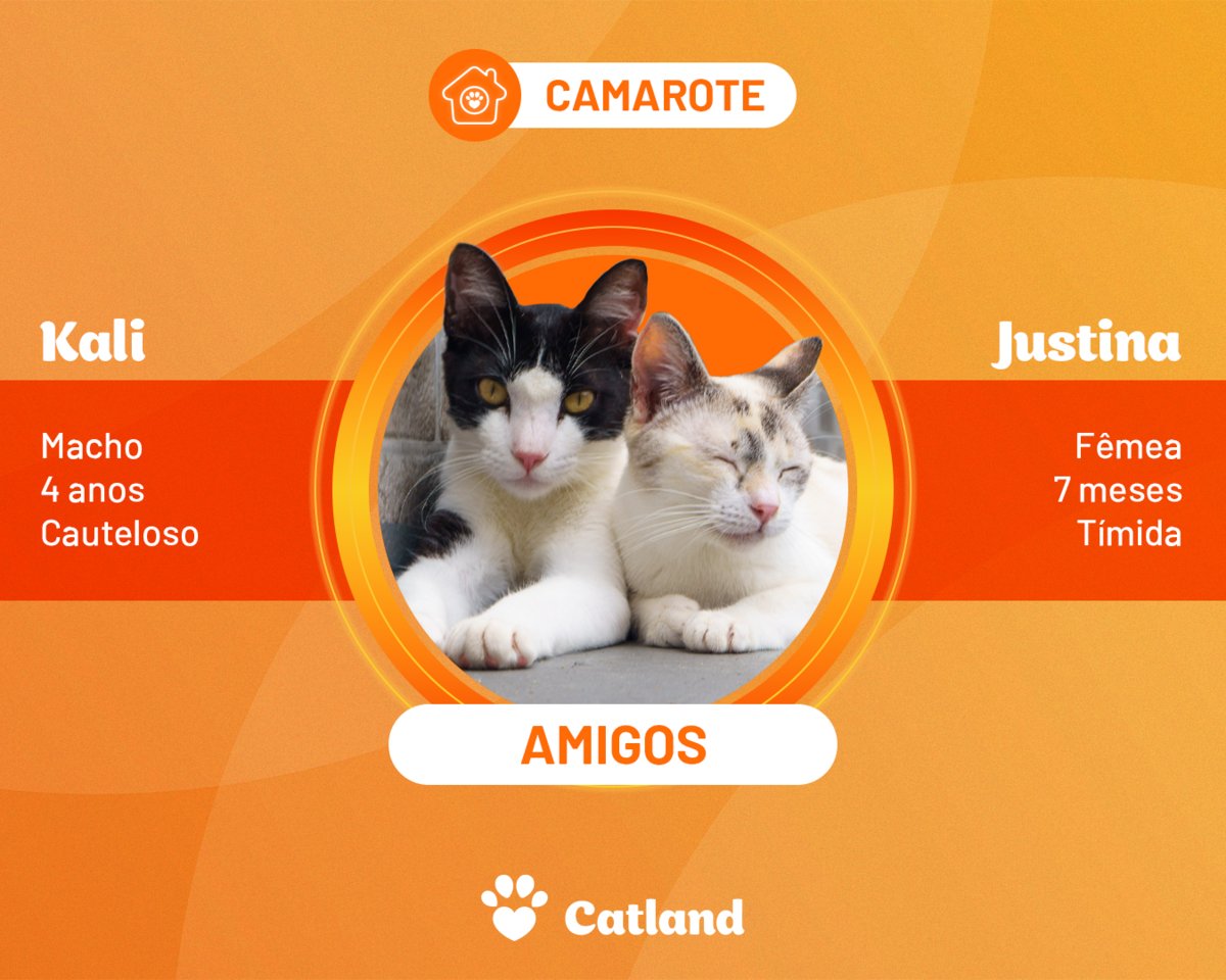 catlandrescue's tweet photo. Não tem votação: as duplas mais amadas do Brasil estão aqui na Catland! Duvida? 

Confira essas adoções super especiais e conquiste sua duplinha campeã hoje mesmo! ❤️

Que tal ser o grande campeão do coração delas, oferecendo um lar cheio de amor e carinho?

adote@catland.org.br https://t.co/xU60NM6C8A