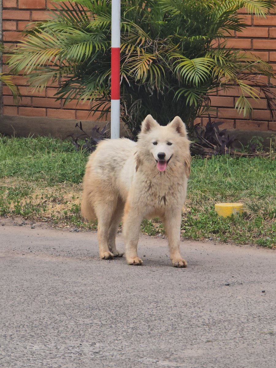 beeaank's tweet photo. Este husky siberiano blanco está perdido y dando vueltas en la zona del Complejo Barrail, detrás del Sanatorio La Costa Artigas. Vi en otras publicaciones que ya desde noviembre lo ven por ahí. Hoy estaba en el acceso del Edificio Rosa T a las 19 hs aprox. 
Favor compartir 🫶🏻 https://t.co/JgocduGfin