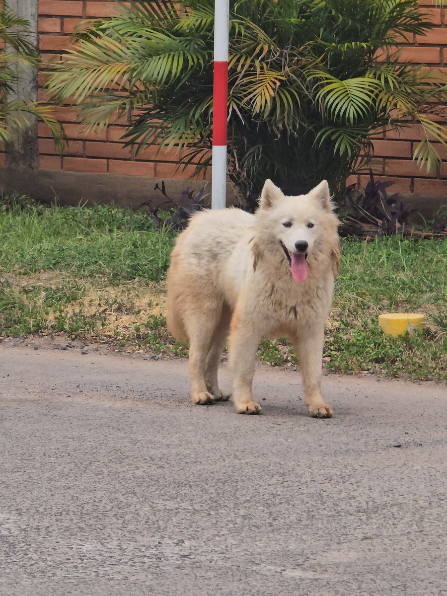 beeaank's tweet photo. Este husky siberiano blanco está perdido y dando vueltas en la zona del Complejo Barrail, detrás del Sanatorio La Costa Artigas. Vi en otras publicaciones que ya desde noviembre lo ven por ahí. Hoy estaba en el acceso del Edificio Rosa T a las 19 hs aprox. 
Favor compartir 🫶🏻 https://t.co/JgocduGfin