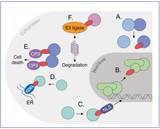 Antibodies_MDPI's tweet photo. #HighCitedPaper of antibodies @MediPharma_MDPI
"#Intracellular #Antibodies for Drug Discovery and as Drugs of the Future"
https://t.co/0m0c2Kdps6 https://t.co/kgqnEzq9AN