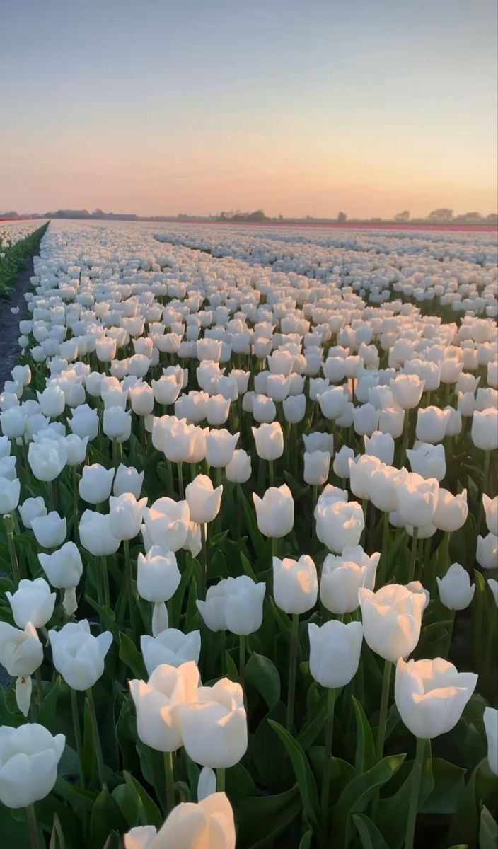 aestheticspost_'s tweet image. field of white tulips.