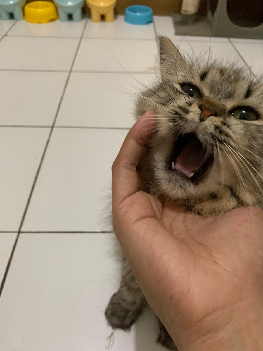 liu ciu✨ tweet media