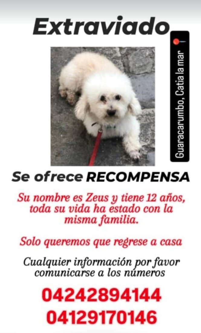 Se busca a Zeus, La Guaira Catia La Mar RP <a href="/Isaandra/">yayi</a>: Buscan a este perrito llamado Zeus extraviado en Guaracarumbo Catia La Mar, es mayorcito y merece estar con su familia
