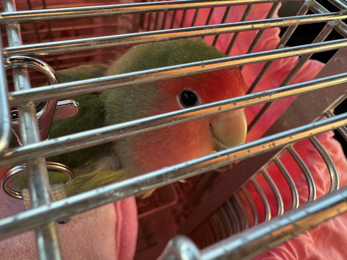 丁度1年ほど前のアイちゃんです。
左目が病気になり通院していたのですが、いつもぶろんしゅ⁦<a href="/brancheshopbird/">ぶろんしゅ@キャリーバッグ販売中</a>⁩ 様のキャリーバッグに入っていました。
可愛い窓のあるバッグがアイちゃんに良く似合っていました。