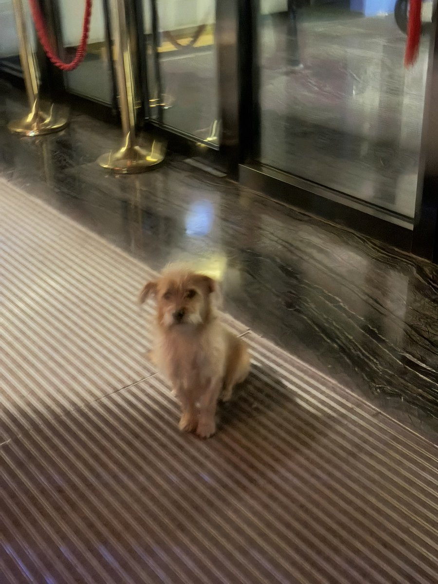 bubbuerrr's tweet photo. 出差遇到的粘人🐶，希望能够顺利度过早上结霜晚上飘雪的冬天 https://t.co/melfeDnrdU