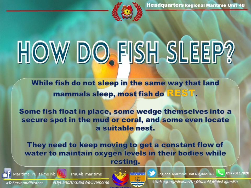 RMU4B's tweet photo. TRIVIA TIME: How do fish sleep?

#BagongPilipinas
#ToServeAndProtect
#SaBagongPilipinasGustoNgPulisLigtasKa
#ByLandAndSeaWeOvercome https://t.co/IJ5LUdBFL7