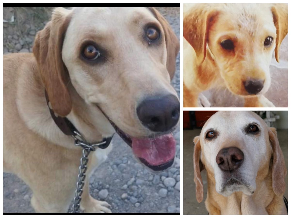 Saavedra1975's tweet photo. La reina del hogar, hoy celebra su undécimo cumpleaños de adopción https://t.co/ev38YlhM3j