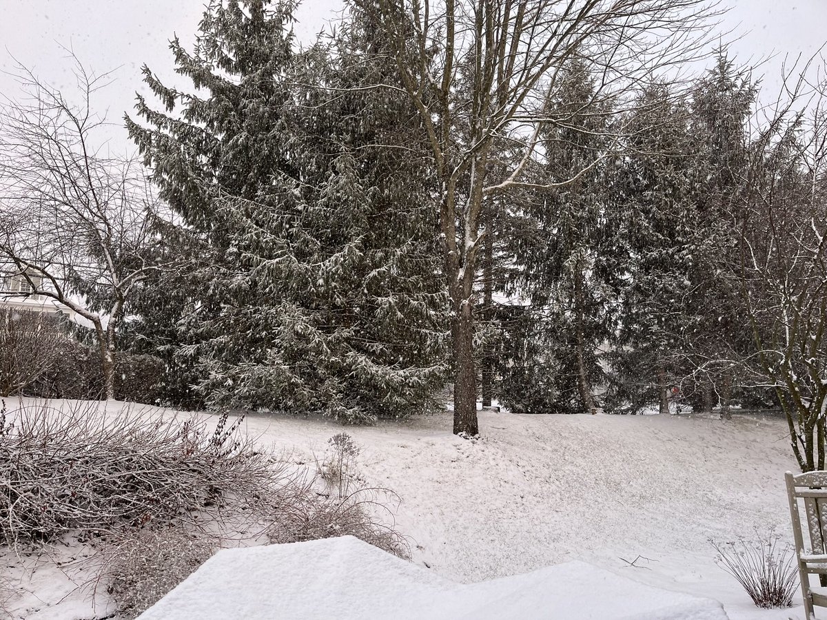 JaneONeill52's tweet photo. @BethFratesMD A beautiful flurry… so quiet. https://t.co/hCEoLQsHGd