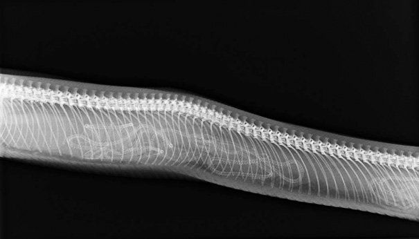 interesting_aIl's tweet photo. X-ray of a pregnant snake https://t.co/DwMbcUTDcB
