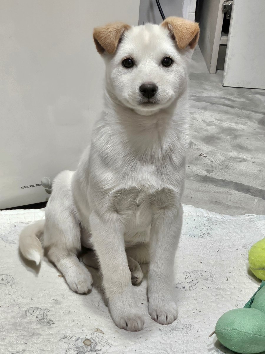 저랬던 애가 ....
       요래됐심더 .
개란 진짜.... 뭘까 ......