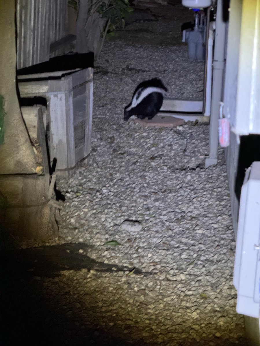 Got a 4th dog! Say hello to Checkers