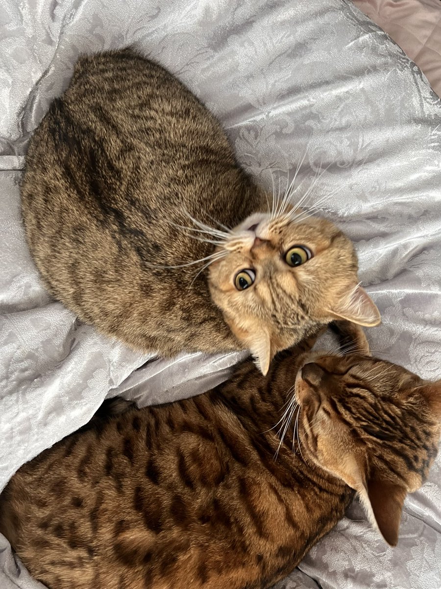 kirarinlv100's tweet photo. 猫かわいい https://t.co/xw2XY8R6UG