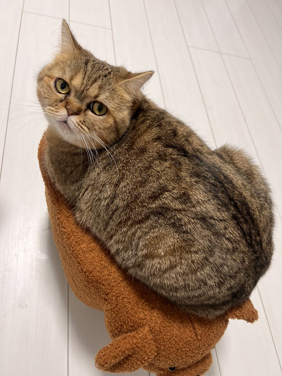 kirarinlv100's tweet photo. 猫かわいい https://t.co/uNYQFZZvVL