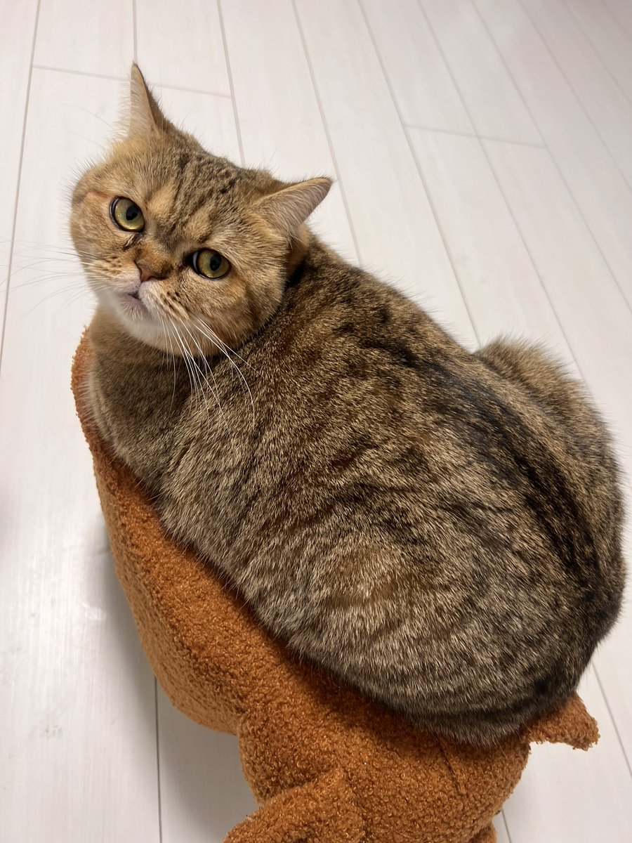 kirarinlv100's tweet photo. 猫かわいい https://t.co/uNYQFZZvVL