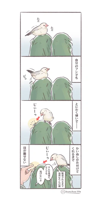 駆逐されるまで目が離せない
#文鳥 
#4コマ漫画 