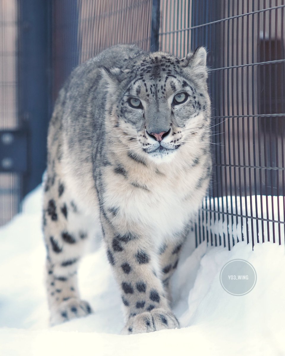 ユーリちゃんでこんにちは🐾　

#旭山動物園 
#ユキヒョウ 
#snowleopard