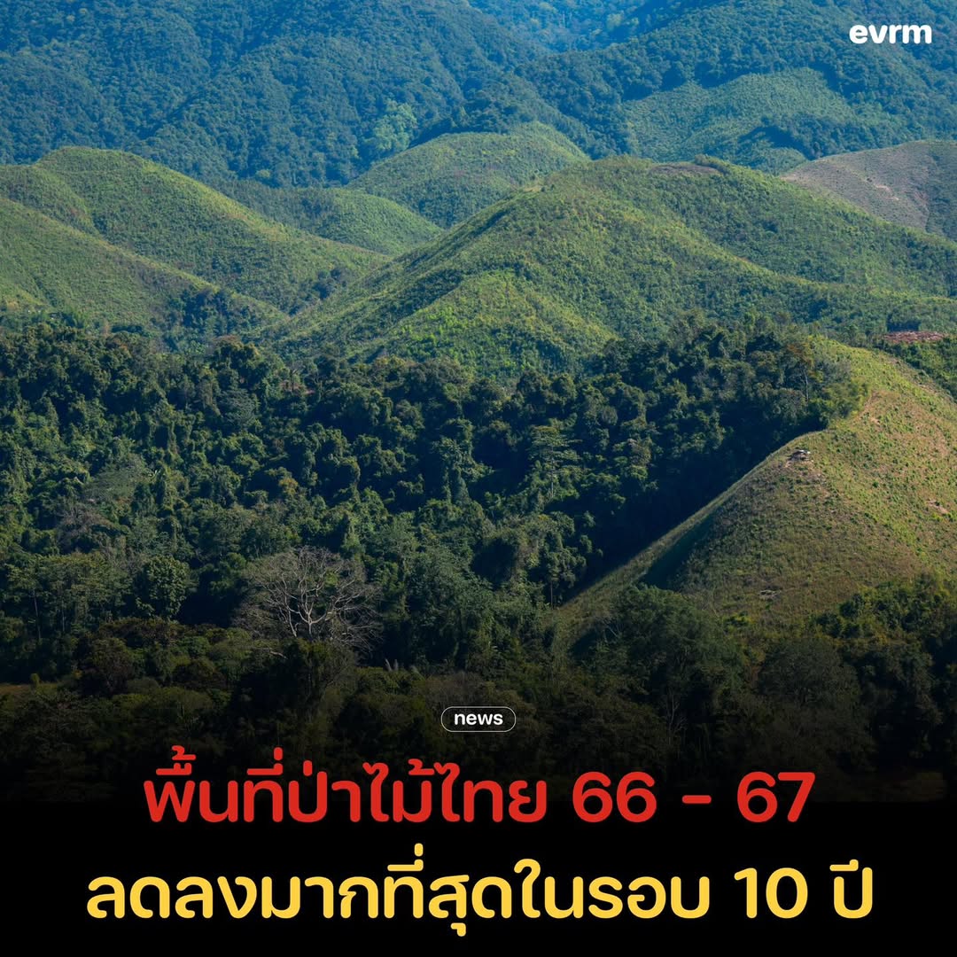 environmanth's tweet image. ข้อมูลต้อนรับ วันอนุรักษ์ทรัพยากรป่าไม้แห่งชาติ (National forest Conservation Day) มูลนิธิสืบนาคะเสถียรเผย จากปี 2566 ถึงปี 2567 พบว่า ผืนป่าของไทยลดลงมากที่สุดในรอบ 10 ปี มีการสูญเสียพื้นที่ป่าไม้ถึง 317,819.20 ไร่ จากปี 2565 ที่มีพื้นที่ป่าไม้เหลือ 102,135,974.96 ไร่ หรือ…
