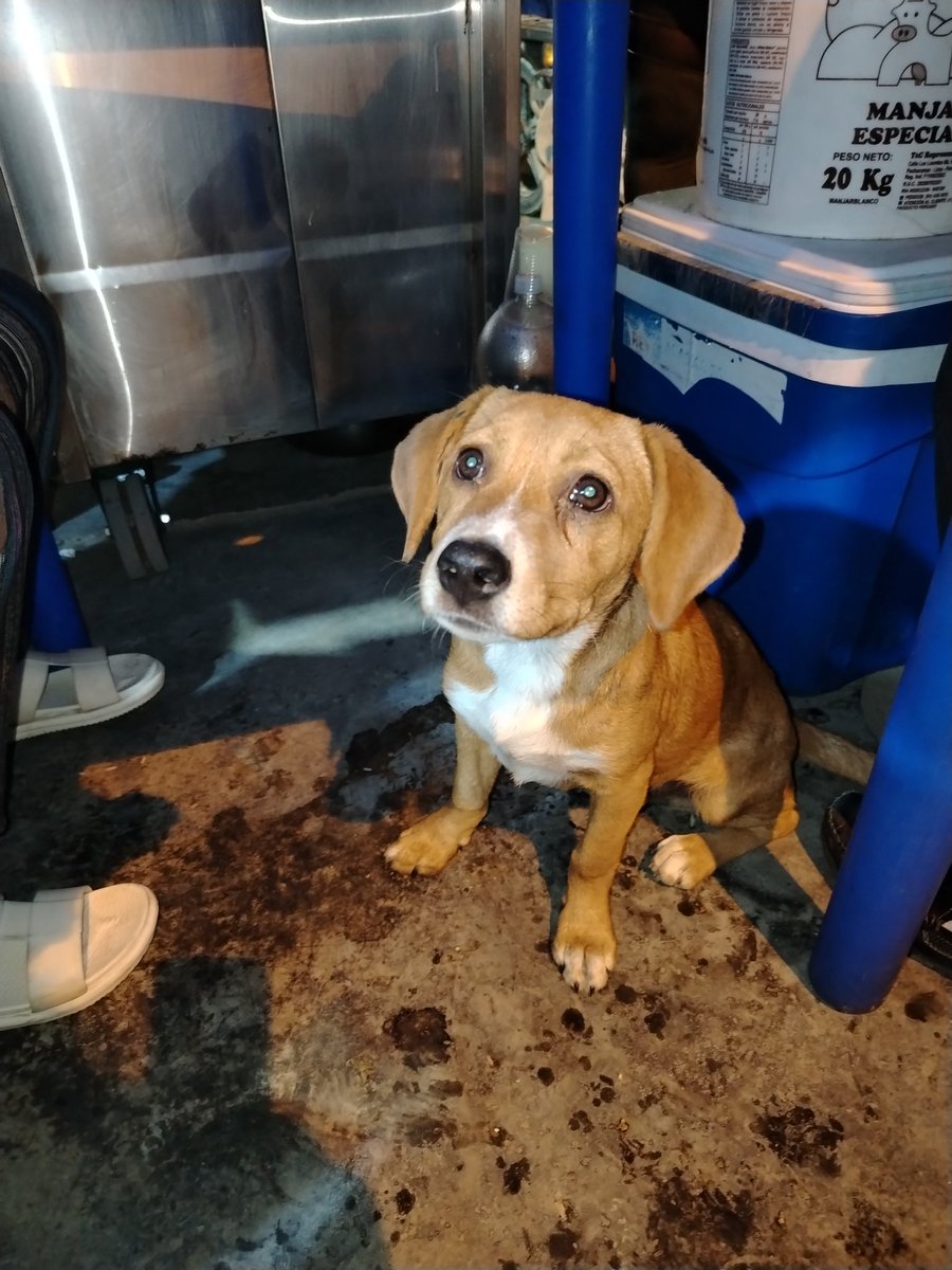 _arlettesalazar's tweet photo. Cachorro abandonado 💔
Por favor quien pueda ayudarlo o adoptarlo, es un pequeño que está cerca a la av gambeta en Puente Oquendo, callao
Necesita un hogar o ser rescatado. Imposible yo hacer algo, sigo buscando terreno para mis 15 perritos rescatados 😭 quien pueda, difundir! https://t.co/6l5zodwFYF