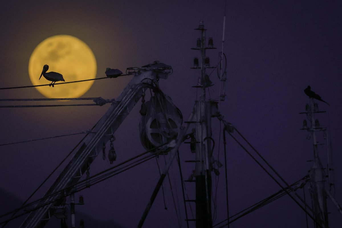 Puerto Caimito, Panamá. Fotografía de un pelícano durante la primera luna llena, llamada también la luna del lobo este lunes. EFE/ Bienvenido Velasco.