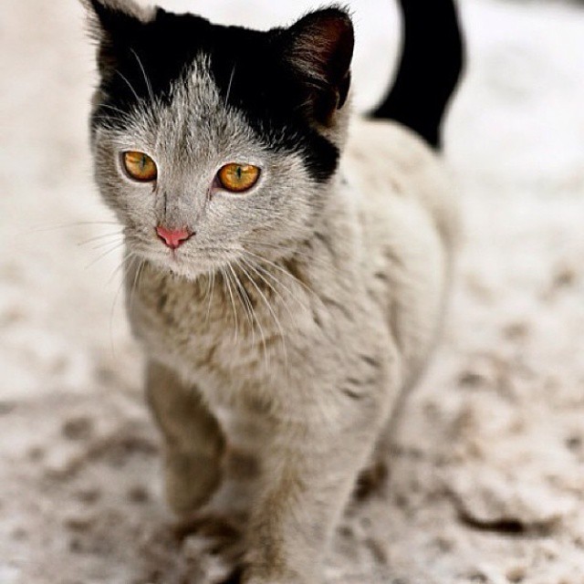 I had been told that the training procedure with cats was difficult. It’s not. Mine had me trained in two days.  – Bill Dana

#petsluver #kittens #catsoftwitter #caturday #pets