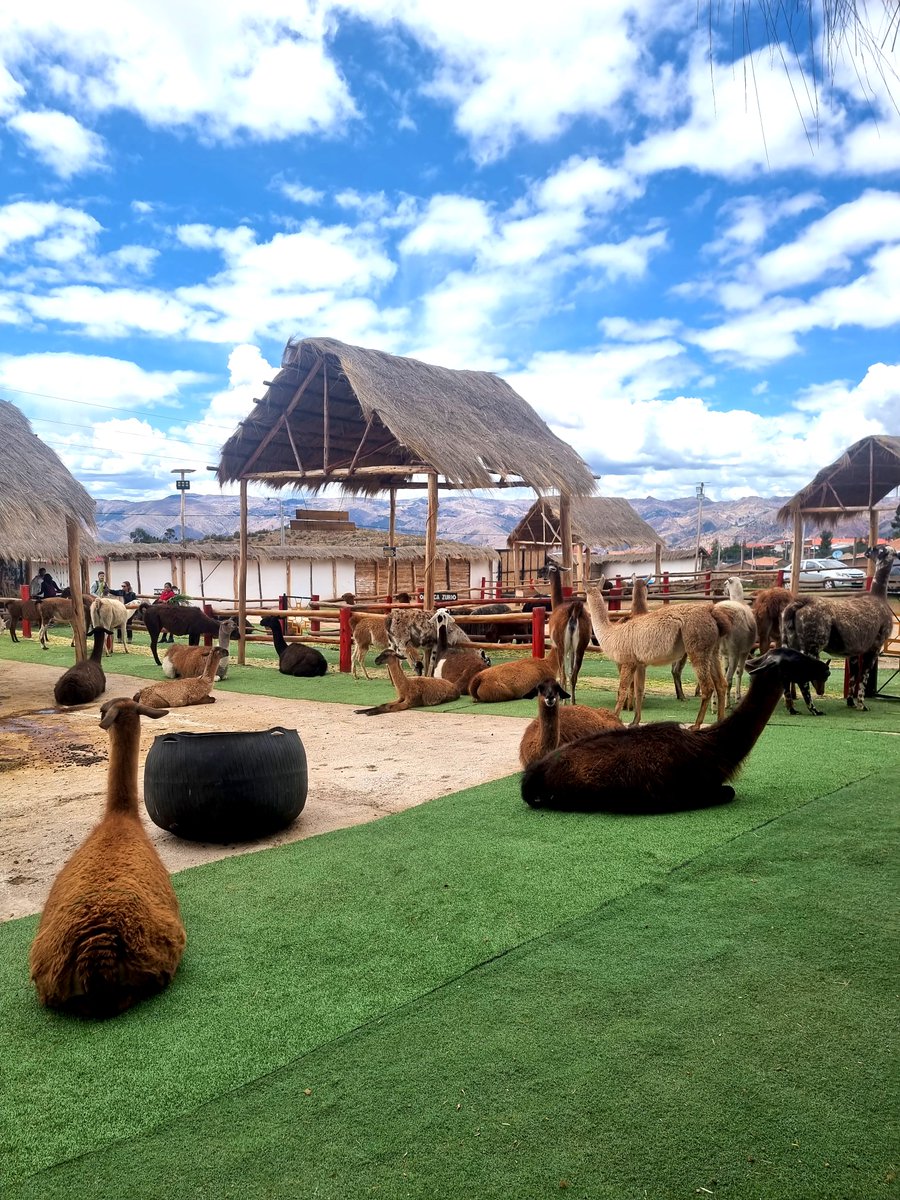 perutwp's tweet photo. Discover a hidden gem in Cusco—a sanctuary home to Andean animals! 🦙

https://t.co/s0jBMu5X4s

#peru #Cusco #cuscocity #cuscoperu #citytour #adventure #adventuretime #adventuretravel #travel #travelling #travellife #travelblogger #travelphotography #perutravel #perutrip #fyp https://t.co/n2MBxKAWA4