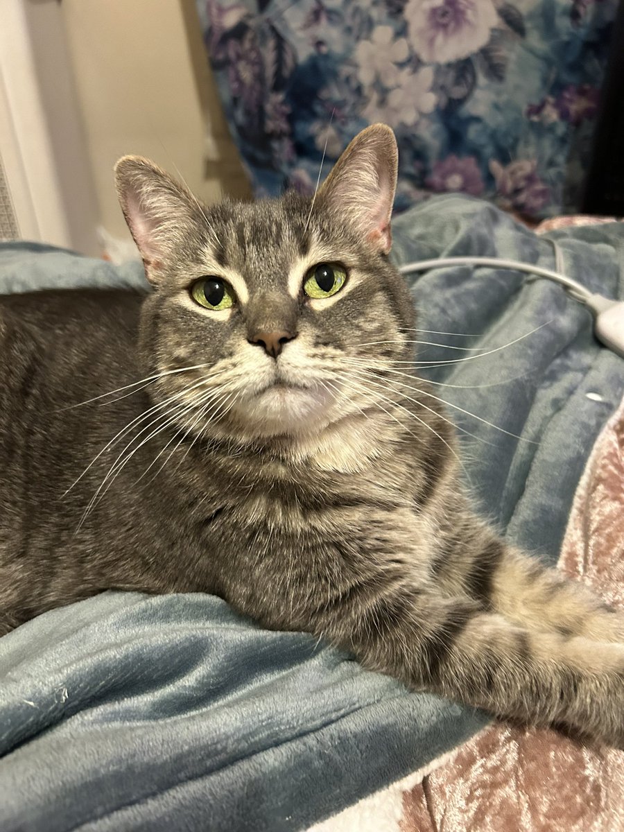 Clean Air Dyke tweet media