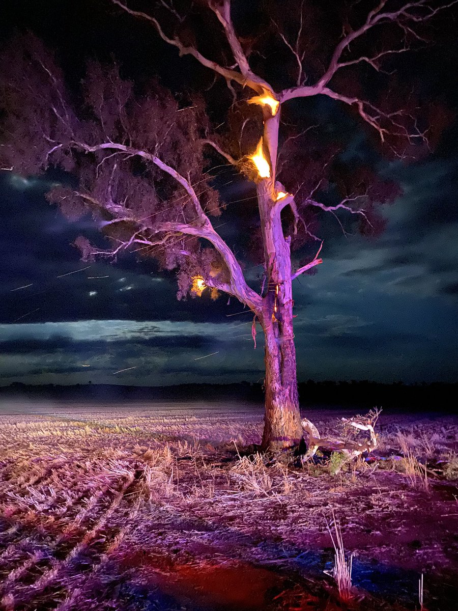 Buster Langtry tweet media