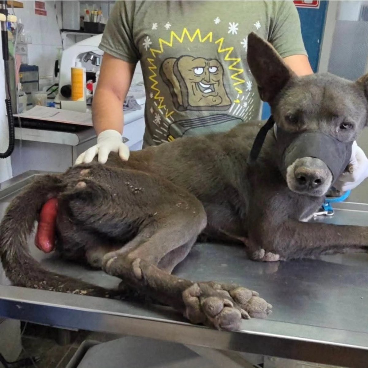 ⚠️⚠️Cirugía de emergencia chicos ⚠️⚠️

Imagenes fuertes!!! Se que ver la imagen es doloroso, imagínate el dolor que siente el que no puede ni defecar por que no hay por donde. Esta en huesos!!!!

Mañana se tiene que operar!!! No puede esperar ni un día más. Ya lleva