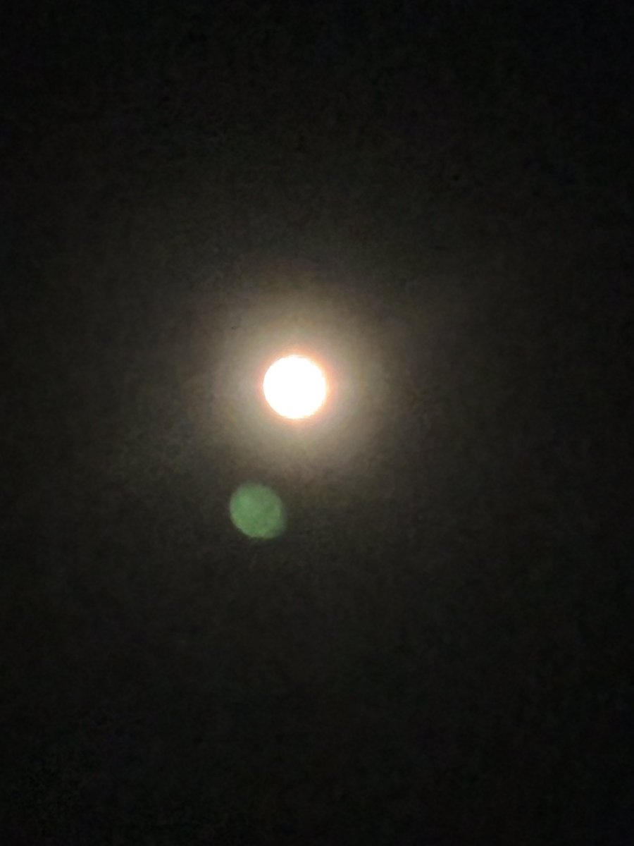 chaude_ra's tweet photo. Night owl 🥸 https://t.co/PanFDqS56X