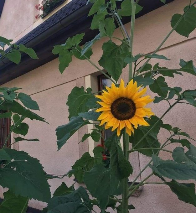 ꜱᴍɪʟᴇ สาลี่ ࣪ 𝜗𝜚 ✨ 🐱 🐥 tweet media