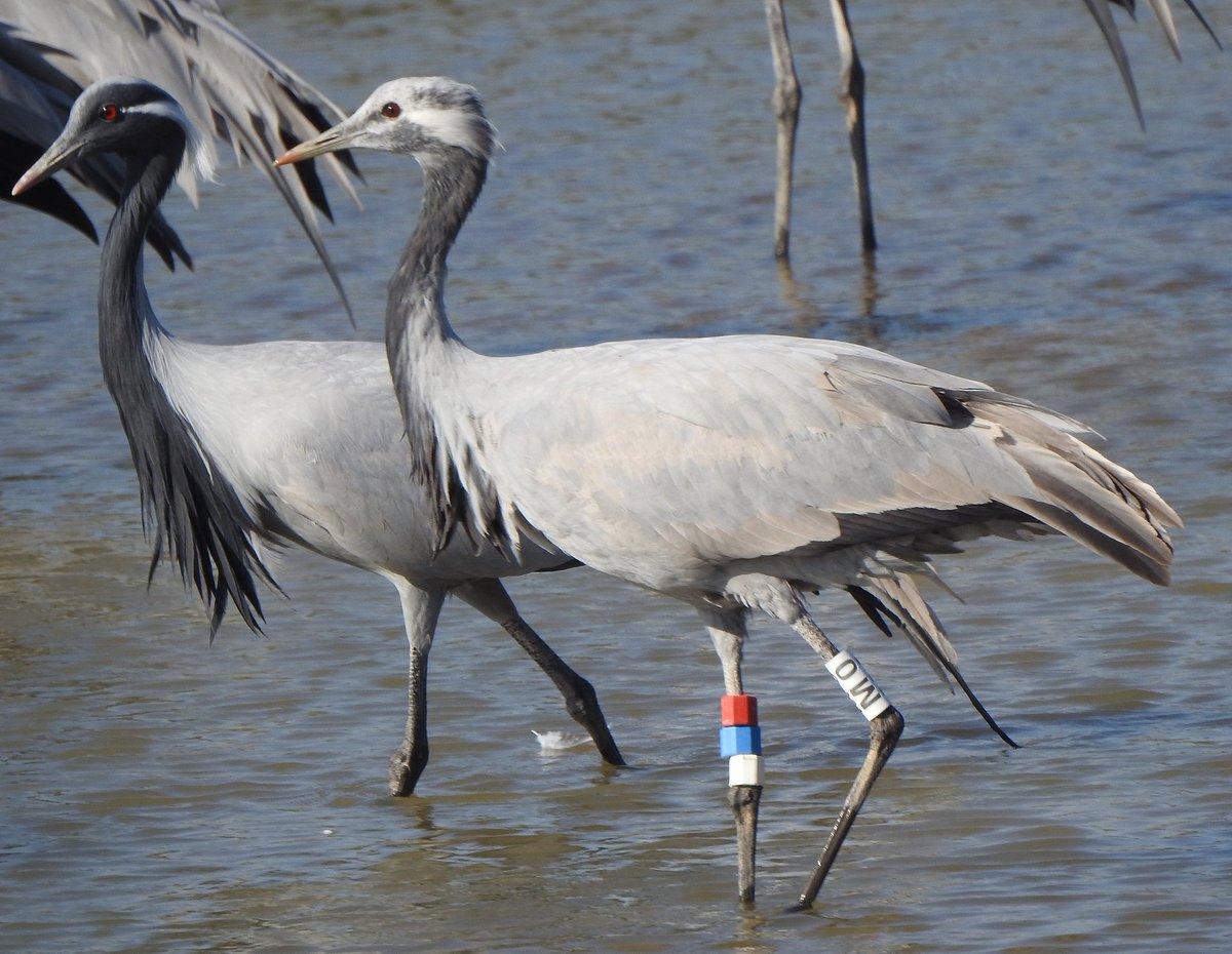 Harindra Baraiya tweet media