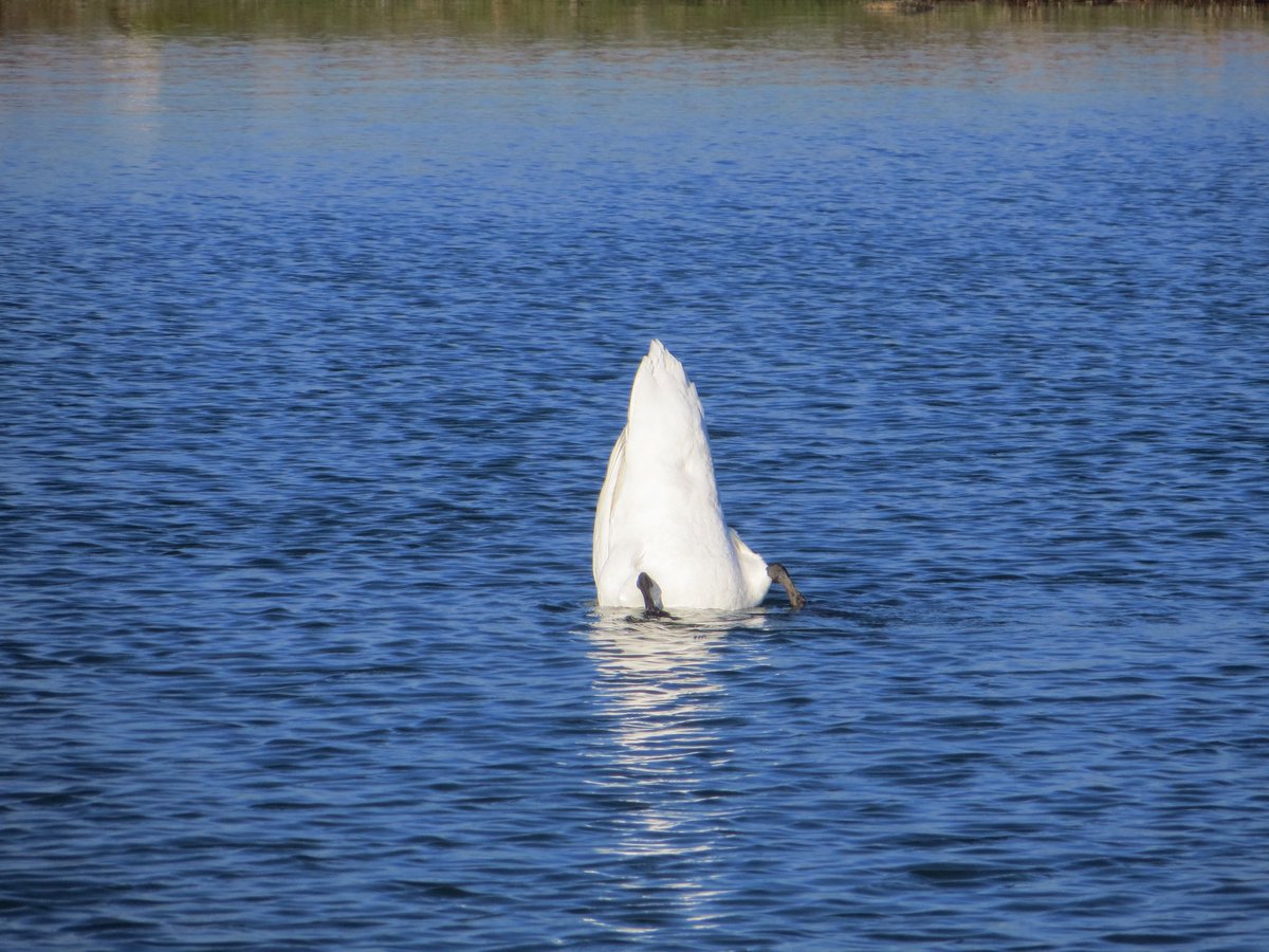 킬리만자로 tweet media