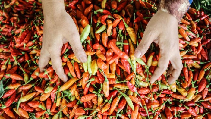 detikfinance's tweet photo. #Foto Harga cabai di Pasar Besar Palangka Raya, Kalimantan Tengah, mengalami kenaikan. Salah satunya cabai rawit, dari Rp70 ribu menjadi Rp110 ribu per kilogram.

>> https://t.co/gXeloSzTXp

Foto: ANTARA FOTO/Auliya Rahman

#detikfinance #Cabai #Kenaikan #Kilogram https://t.co/OHoXa60mA9