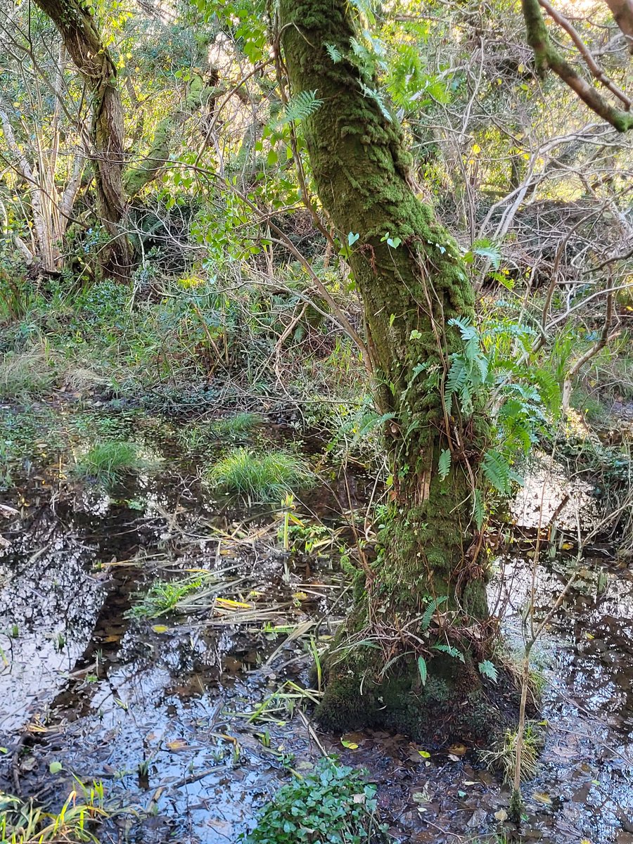 The magic of an Irish rainforest.
🌏
