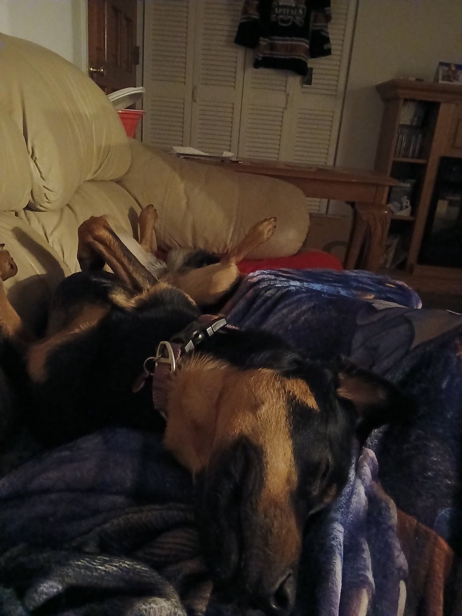 dunkferd's tweet image. I am so lucky to have my dog. She knew I was having a terrible night and decided to sleep right beside me all cuddled up

Idk what I'd do without her