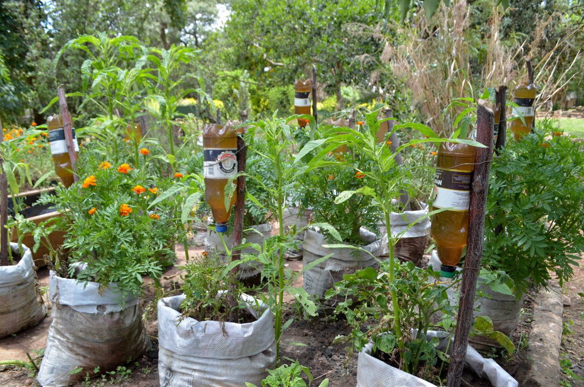 Efficient water use in agroecological systems can reduce the energy needed for irrigation, leading to lower GHG emissions associated with water pumping and distribution. Lodgers' garden <a href="/futureoffoodorg/">Global Alliance for the Future of Food</a> <a href="/letsgreenthefu1/">LET'S GREEN THE FUTURE TRUST</a> <a href="/foodjusticenet/">Food Justice Network</a> <a href="/CANIntl/">Climate Action Network International (CAN)</a>