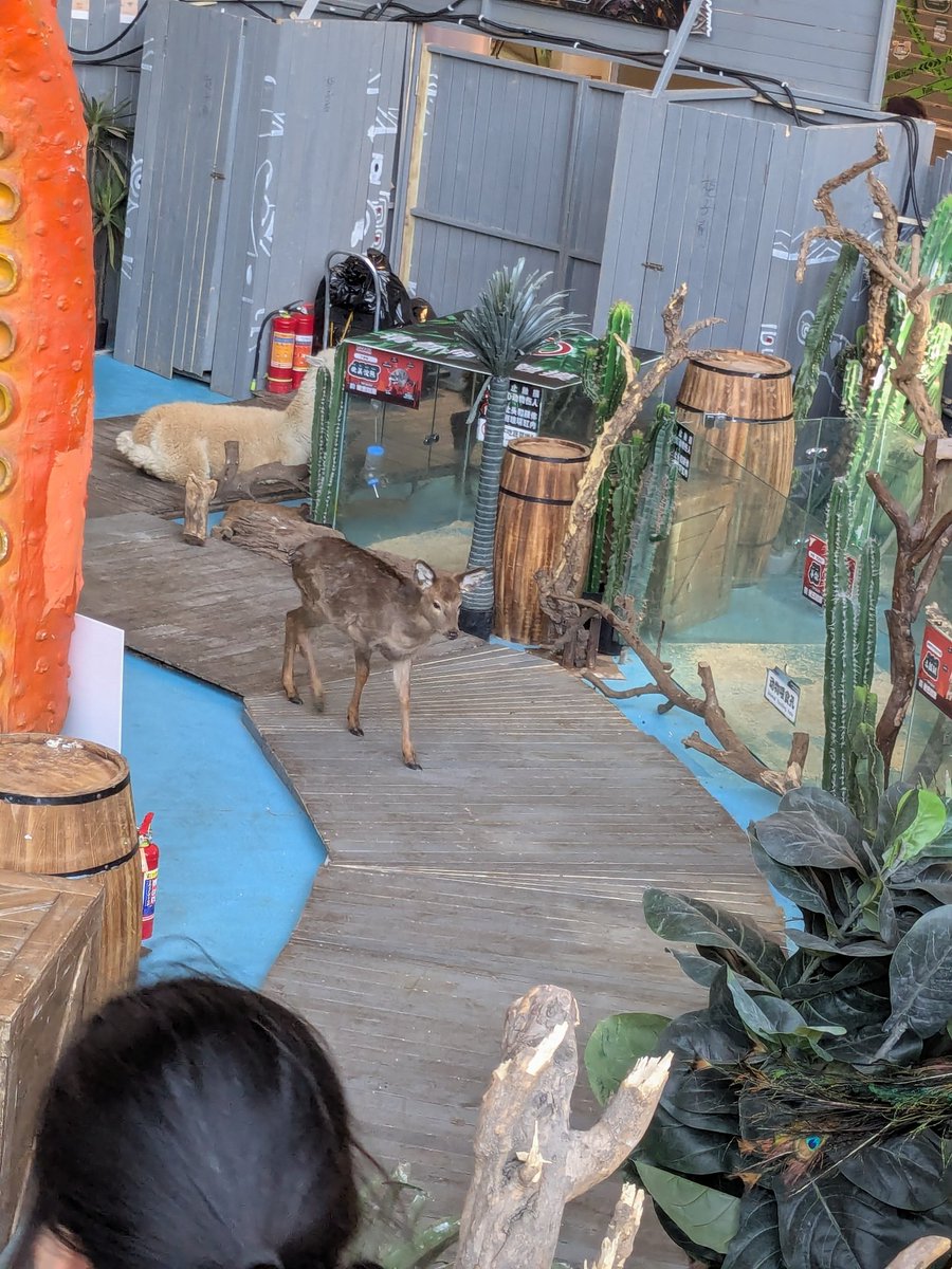 China stories: petting zoo in the mall
