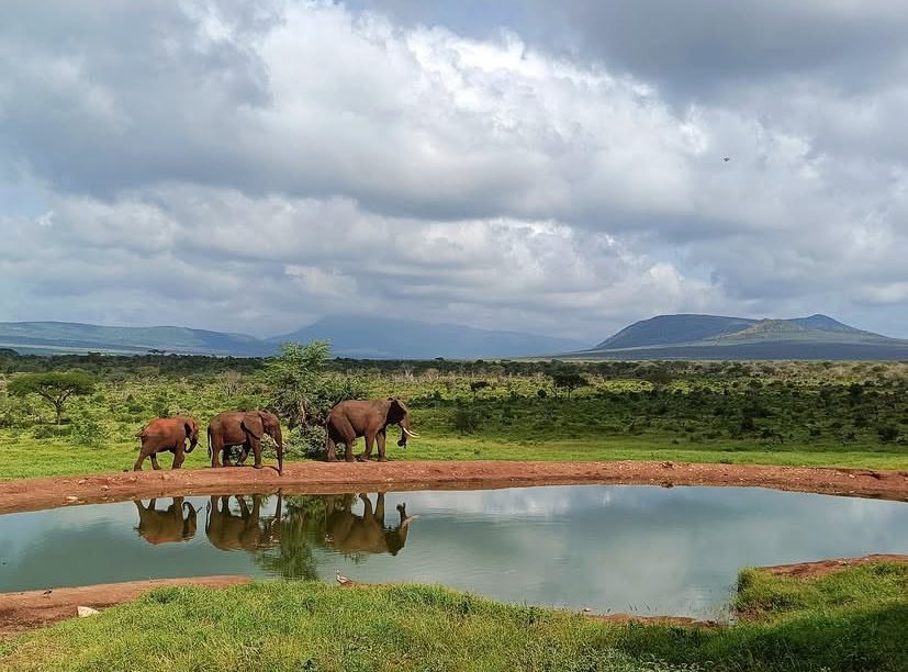 Gary161718's tweet photo. Hwange National Park Zimbabwe🇿🇼. https://t.co/UOrqfHX1Ur