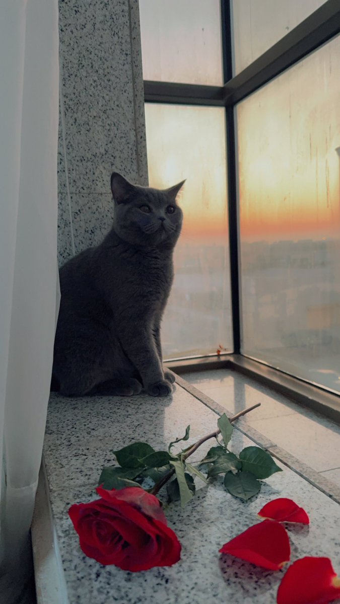 ramia moustafa (@sali531) on Twitter photo 