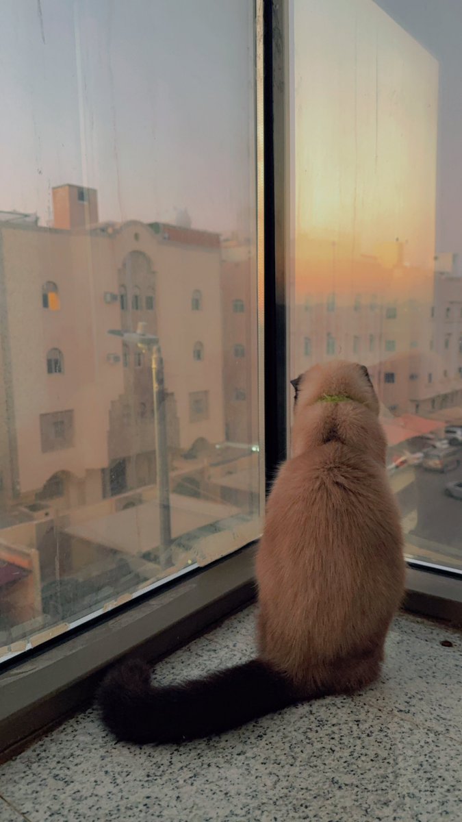 ramia moustafa (@sali531) on Twitter photo 